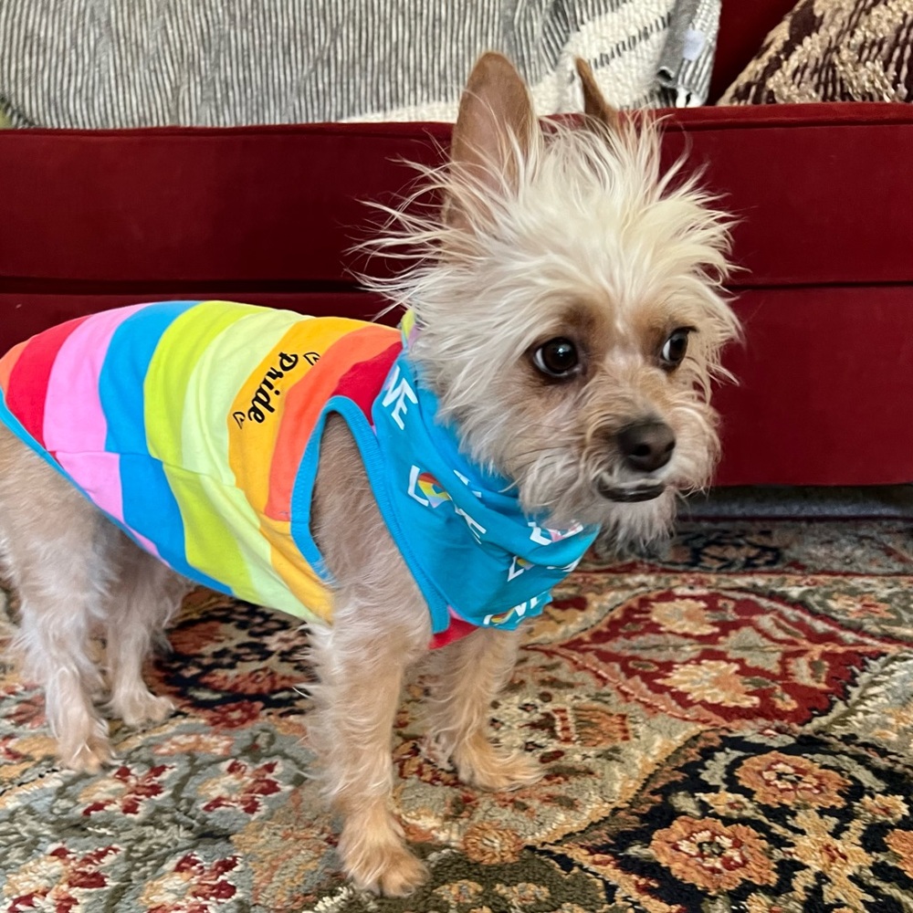 You Are Loved: Pride Dog Tank Top in Rainbow Colors by Top Paw - Size Medium